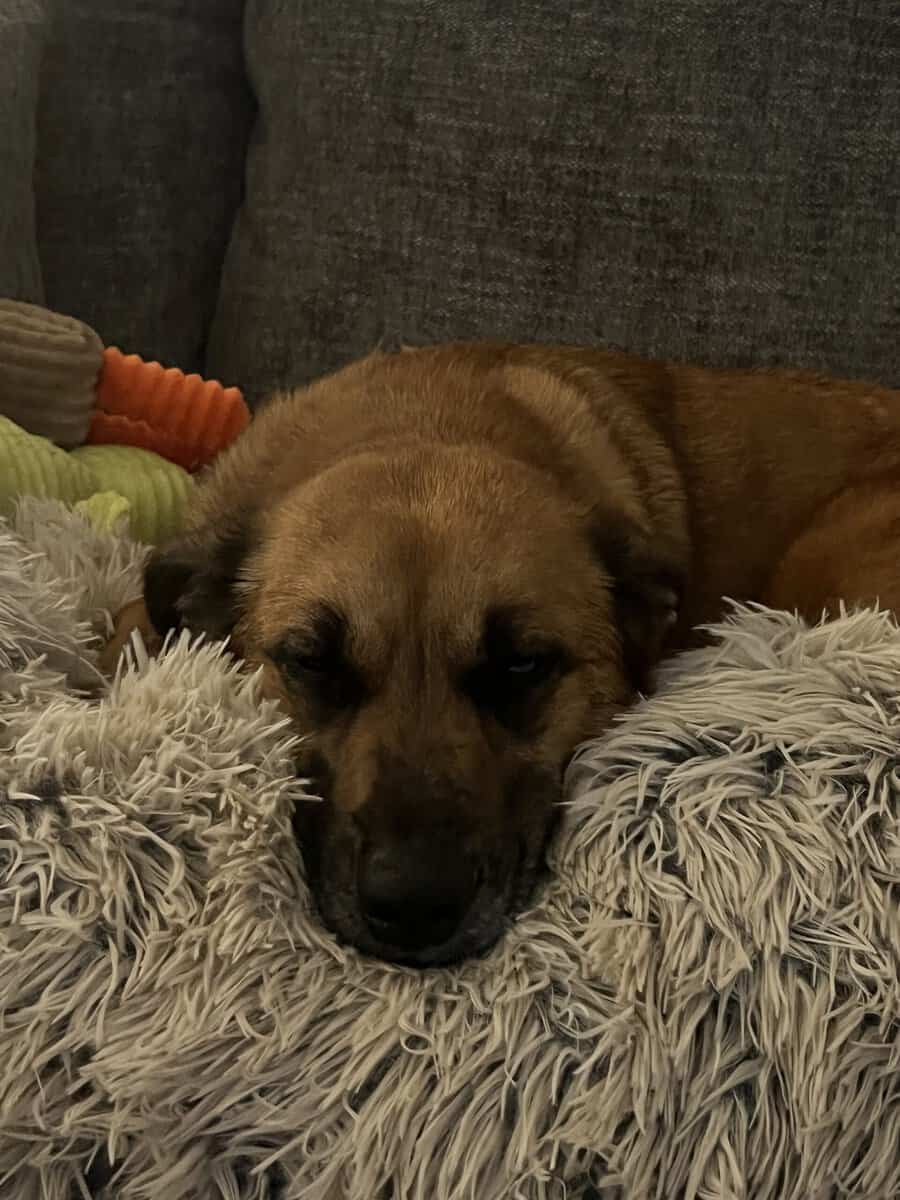 Amazing Family-friendly Dog image 3