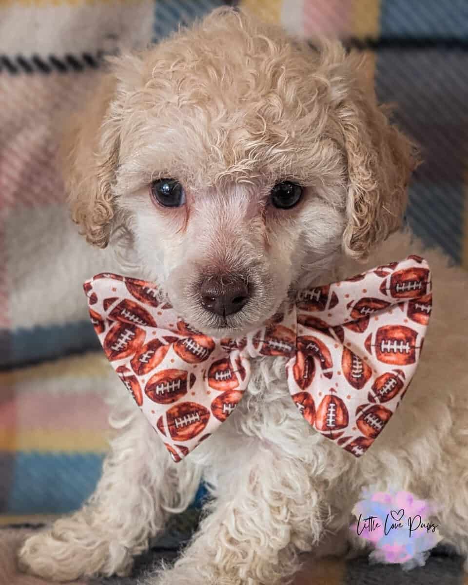 Toy Poodles image 4