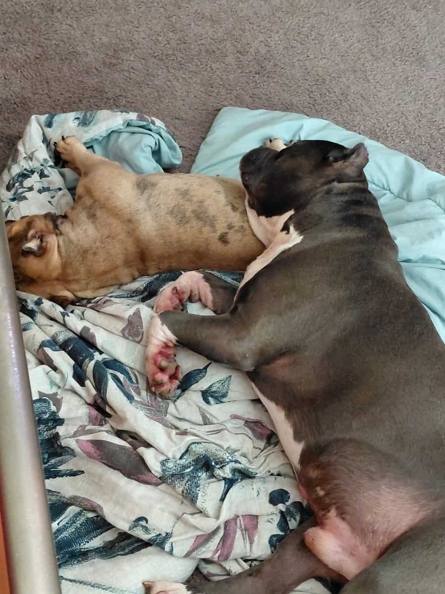XL Bully image 5
