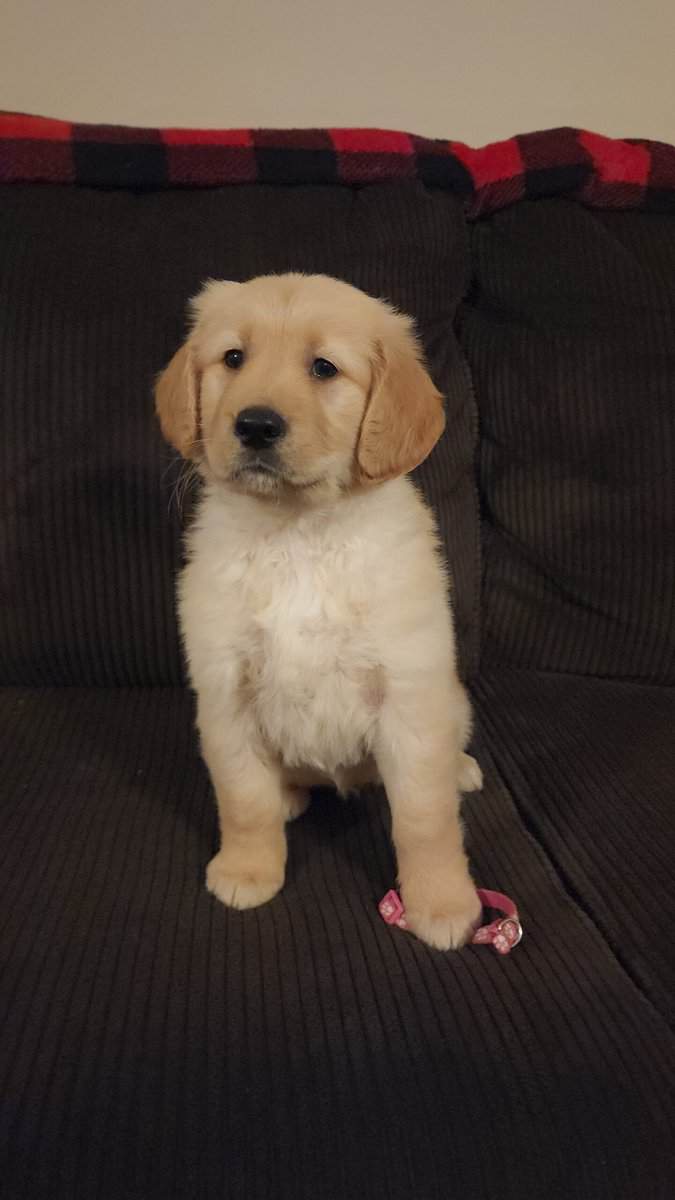 AKC Golden Retriever Puppies image 13