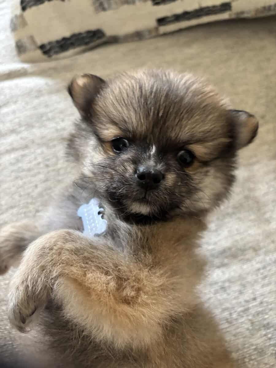 Pomeranian Puppies image 2