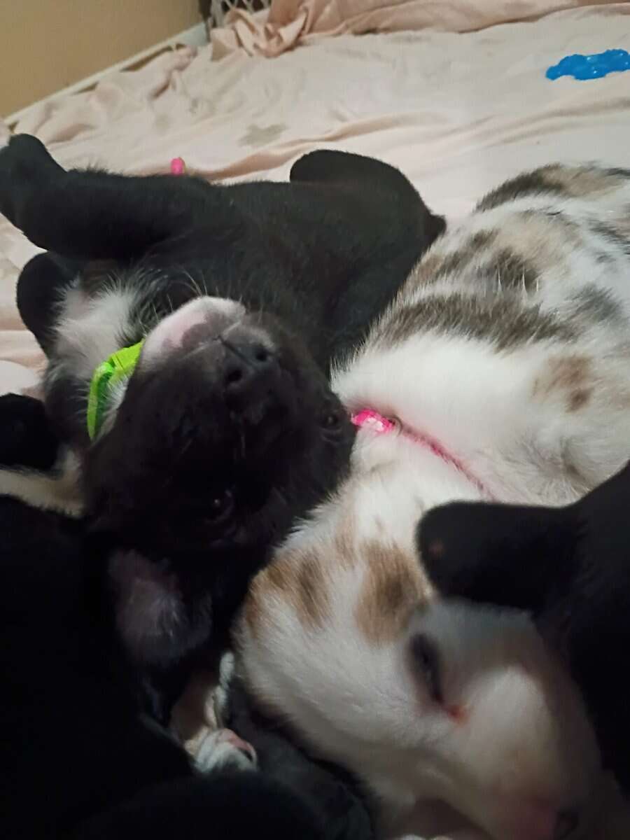 American Bully lab mix puppies image 11