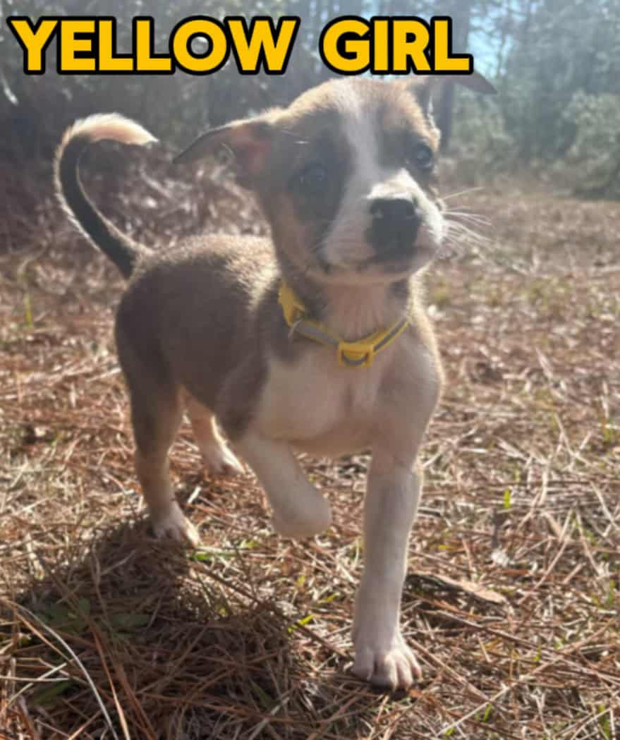 Aussie x Blackmouth Cur puppies for adoption image 4
