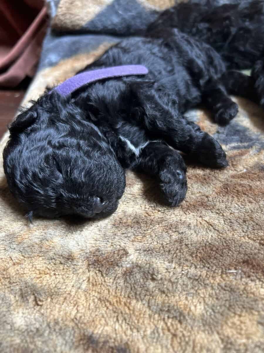 Rare! AKC champion Puli puppies for sale image 6