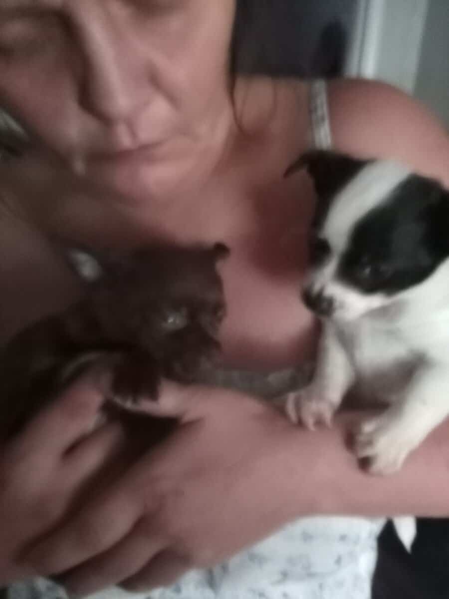 Beautiful Apple Head Chihuahua puppies two males 7 image 1