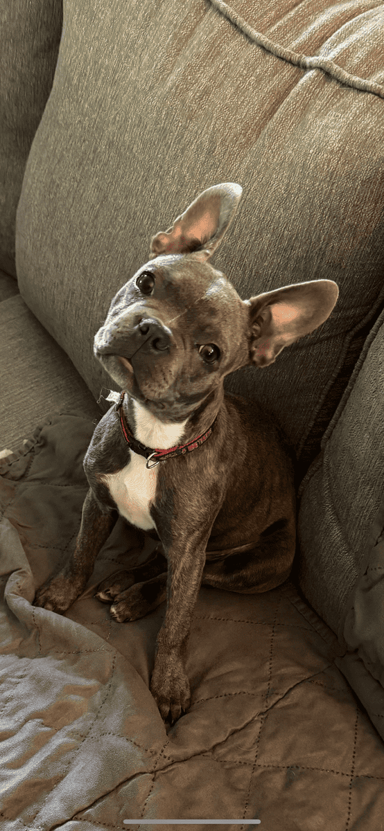 Frenchton for adoption image 1