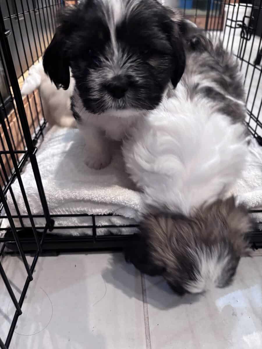 Shih Tzu puppy image 6