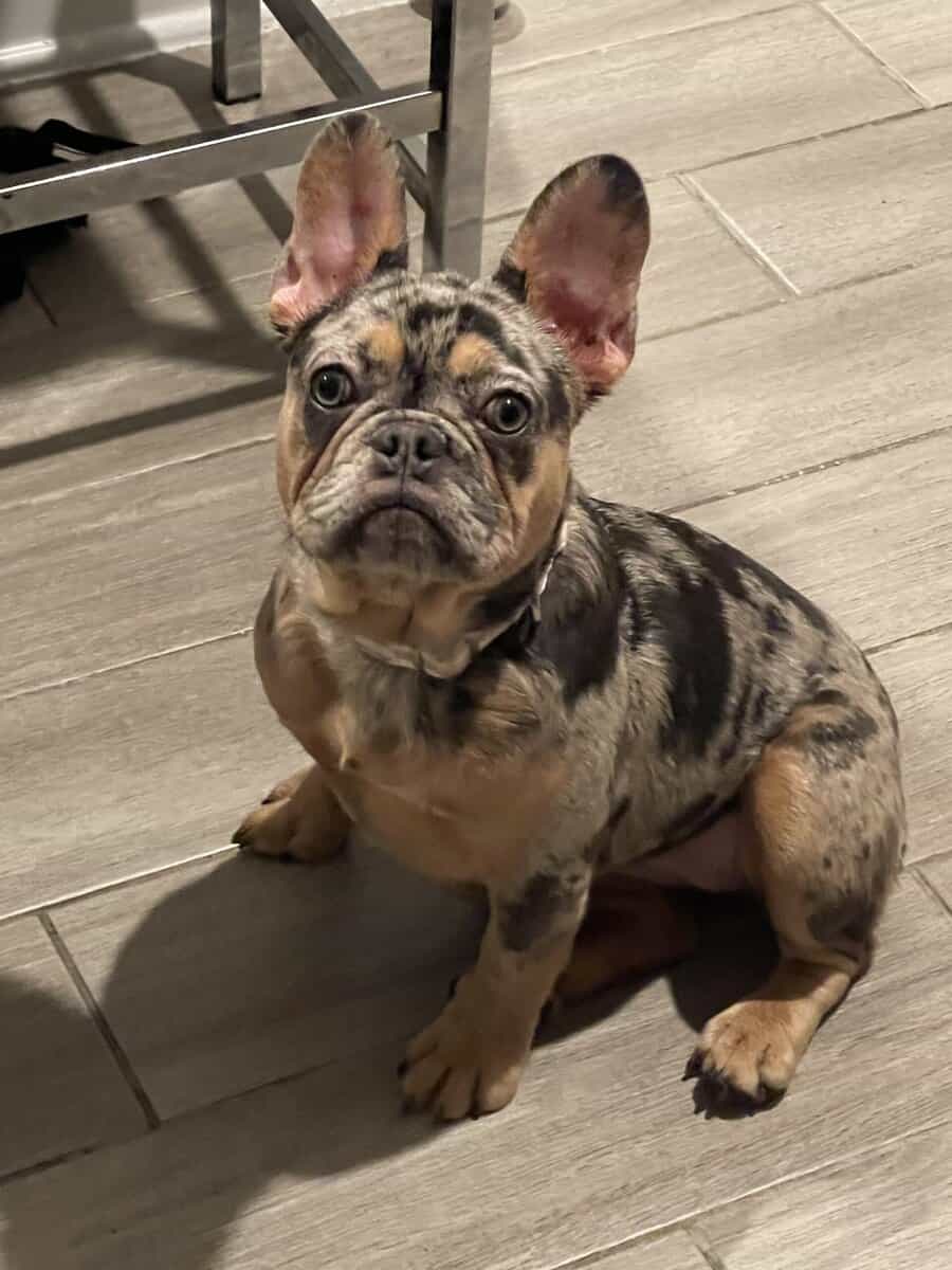French Bulldog image 4