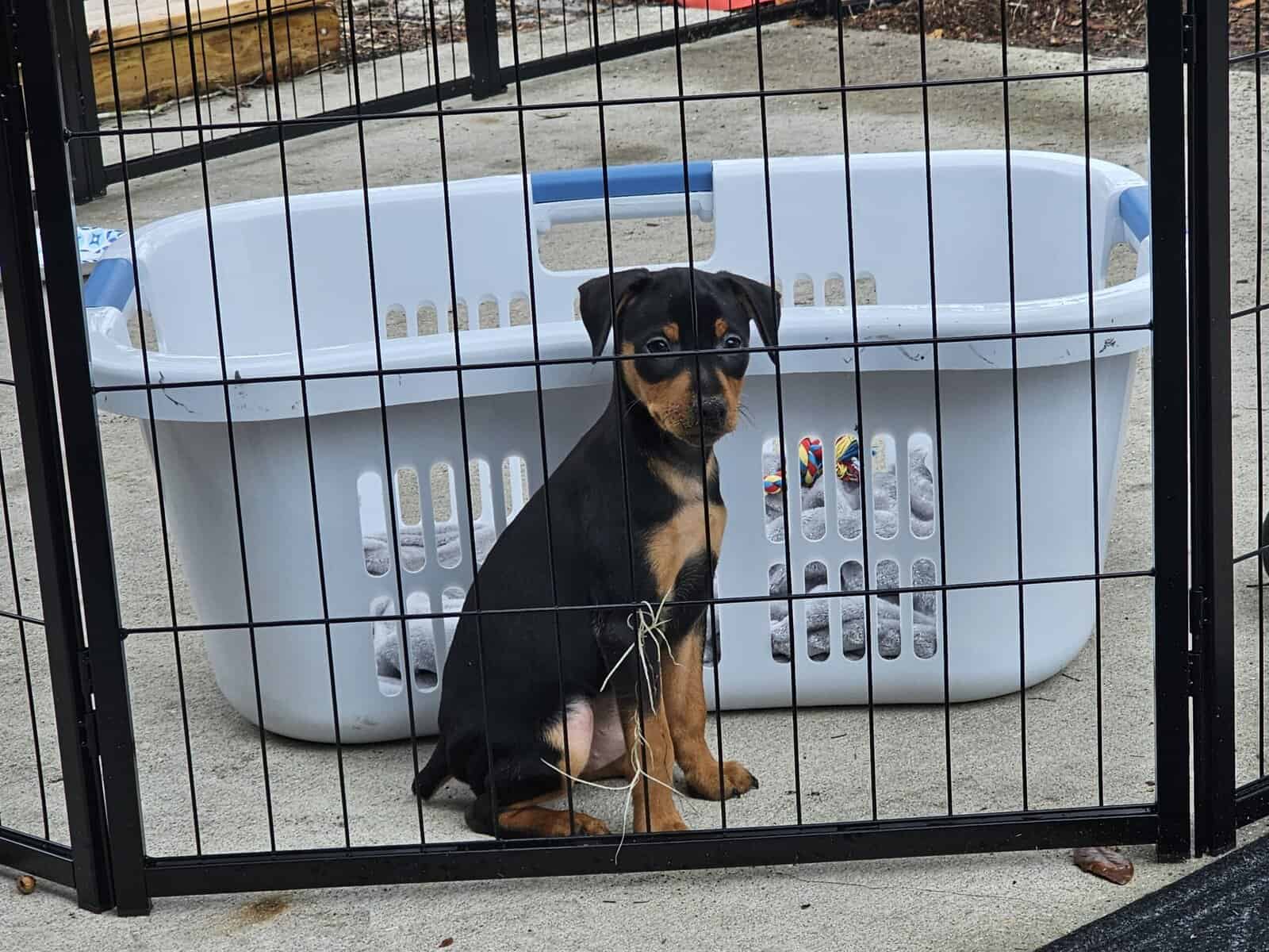 Miniature Pincher pups image 3