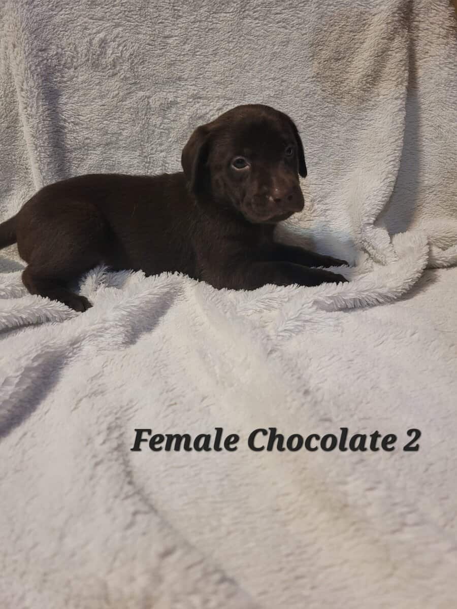 Lab Puppies image 9