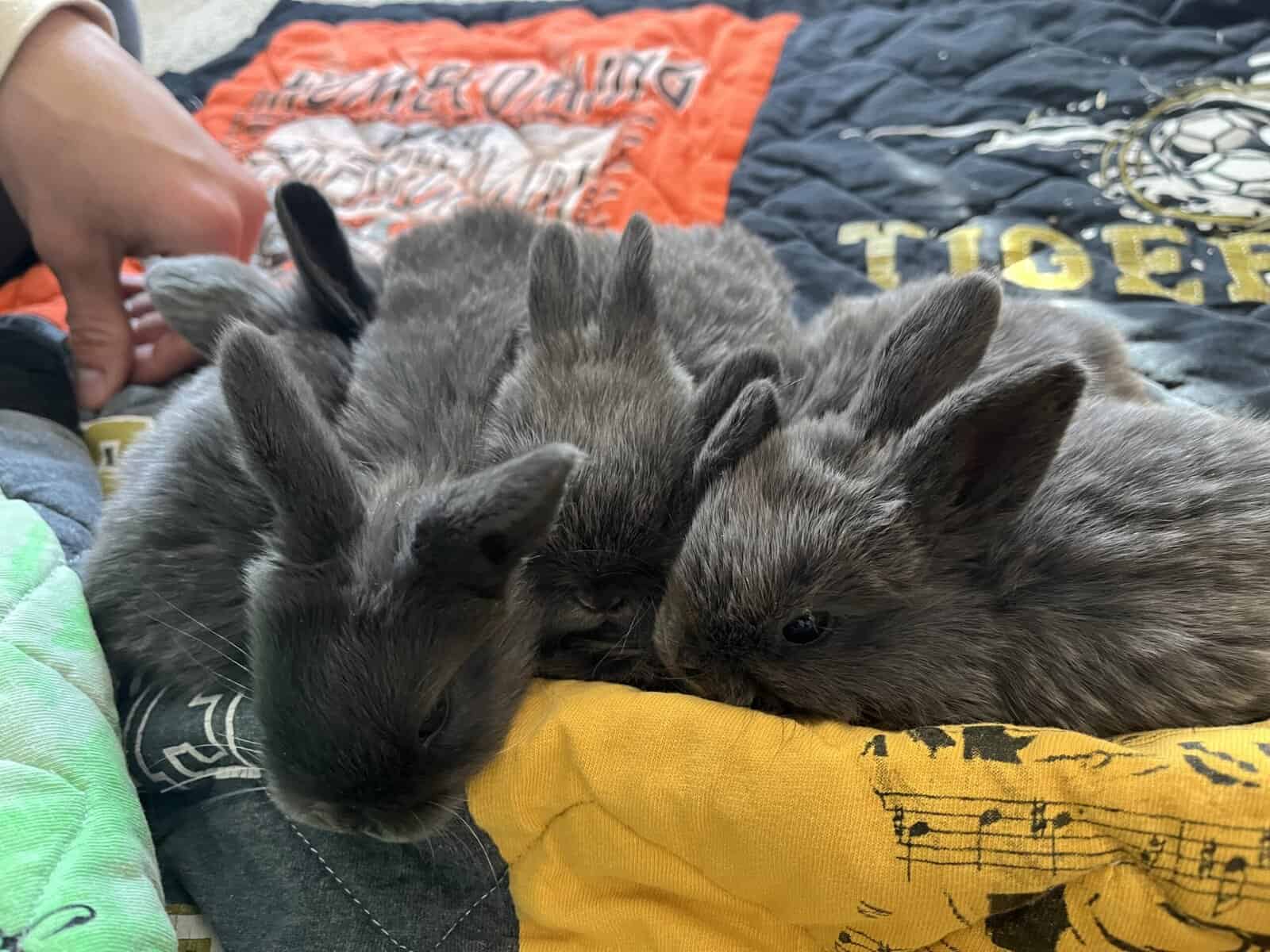 Juvenile holland lop image 3