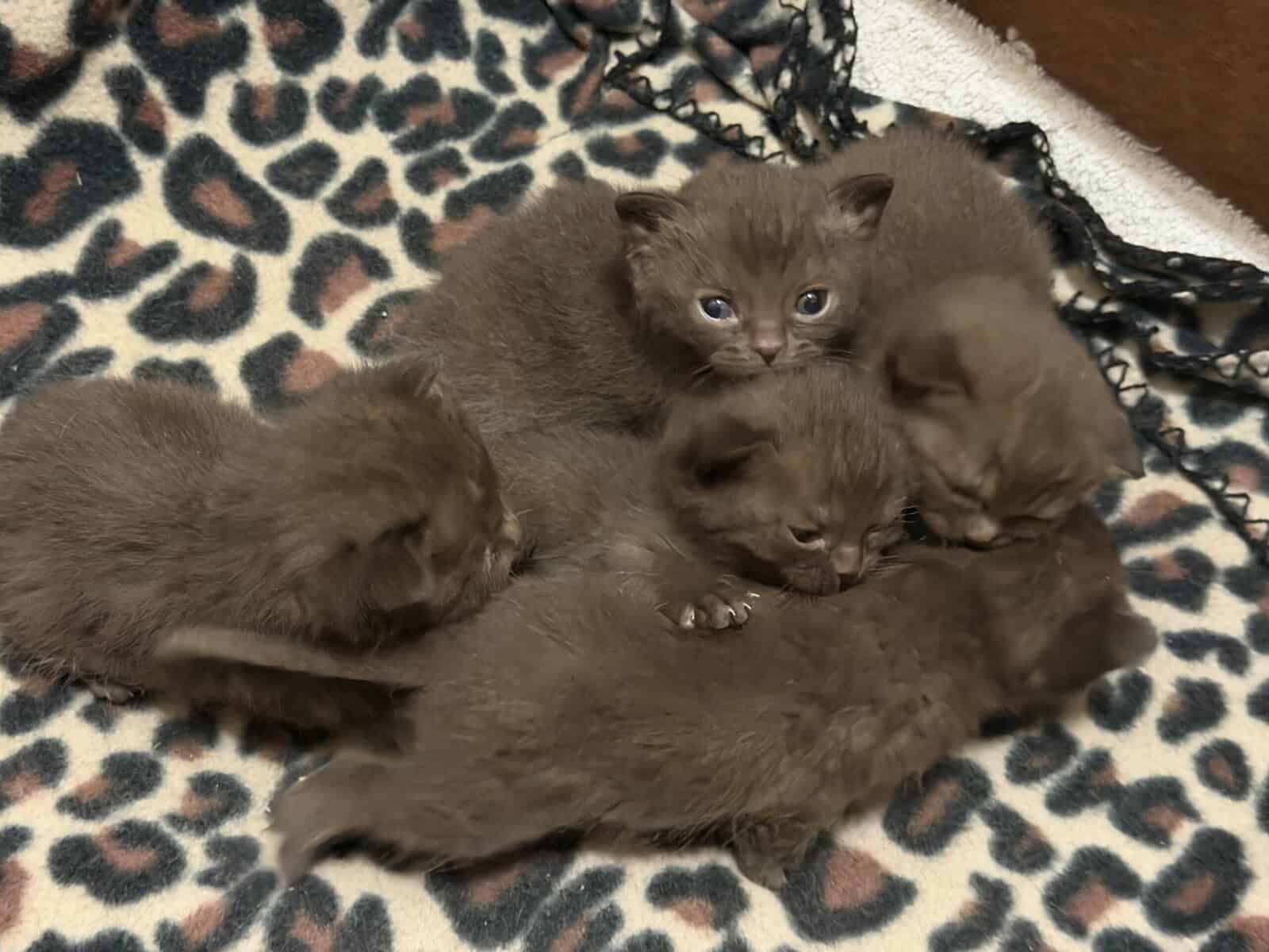 British Shorthair Kittens image 2