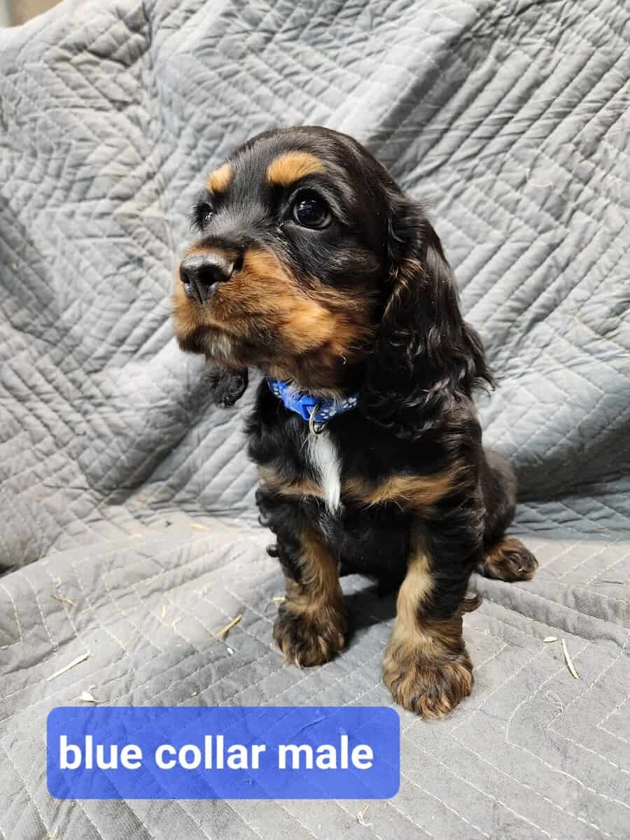 Cocker Spaniel Puppies image 3