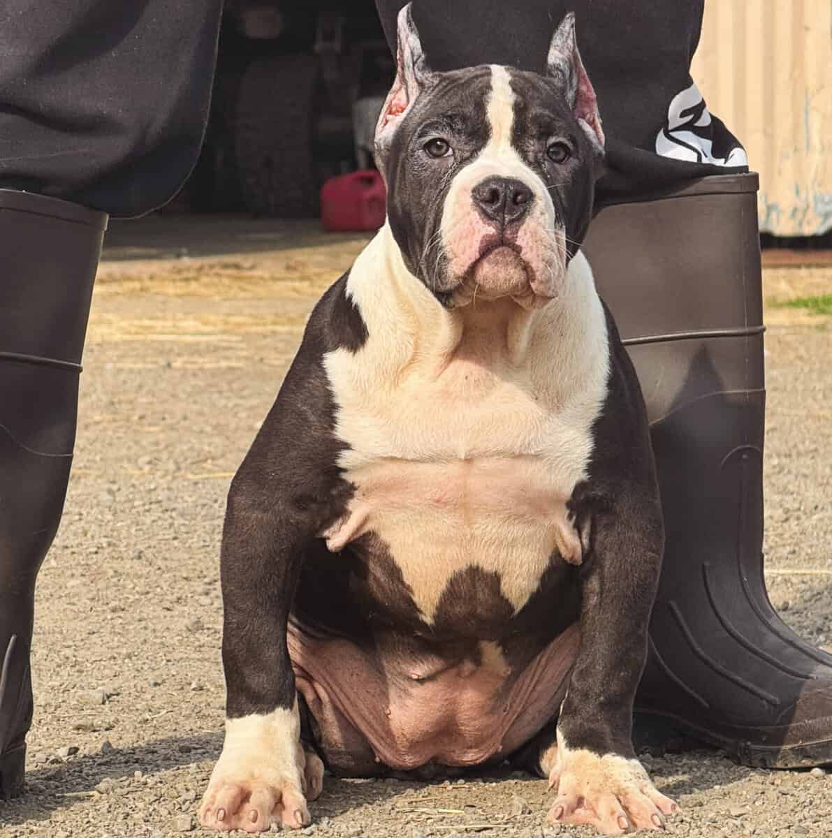 Xl American bully image 4
