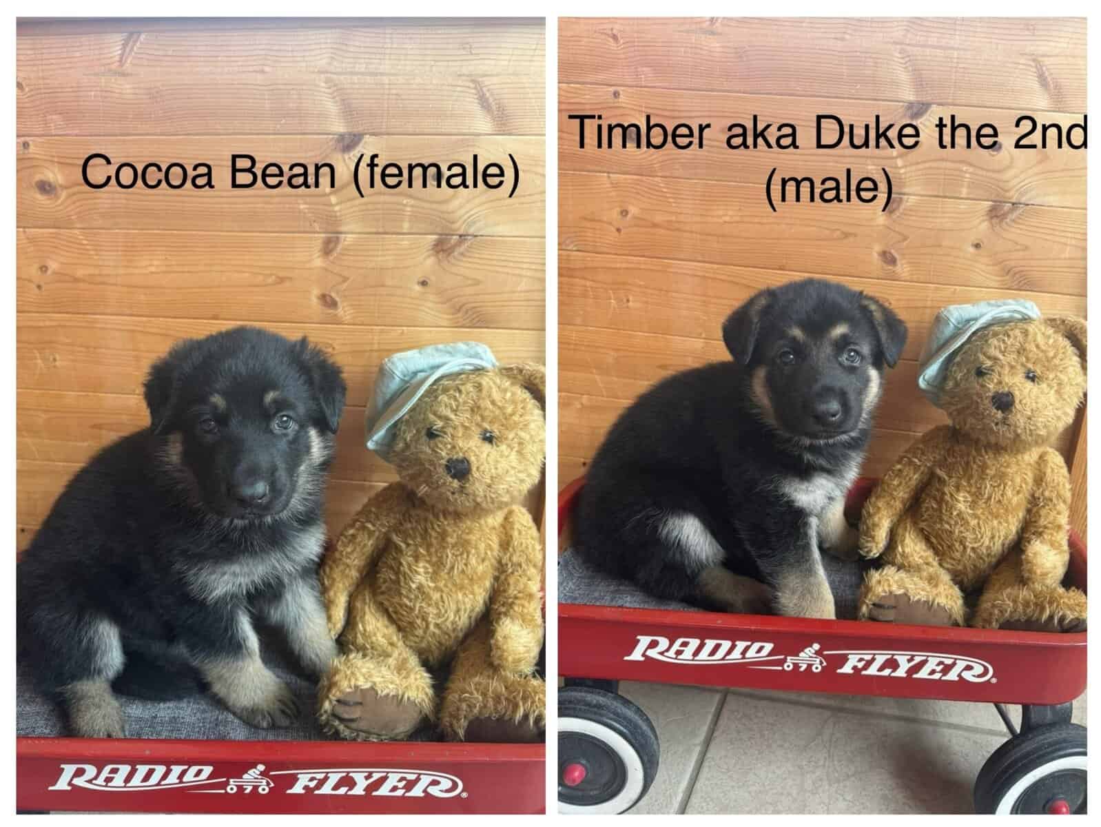 German Shepherd Puppies image 1