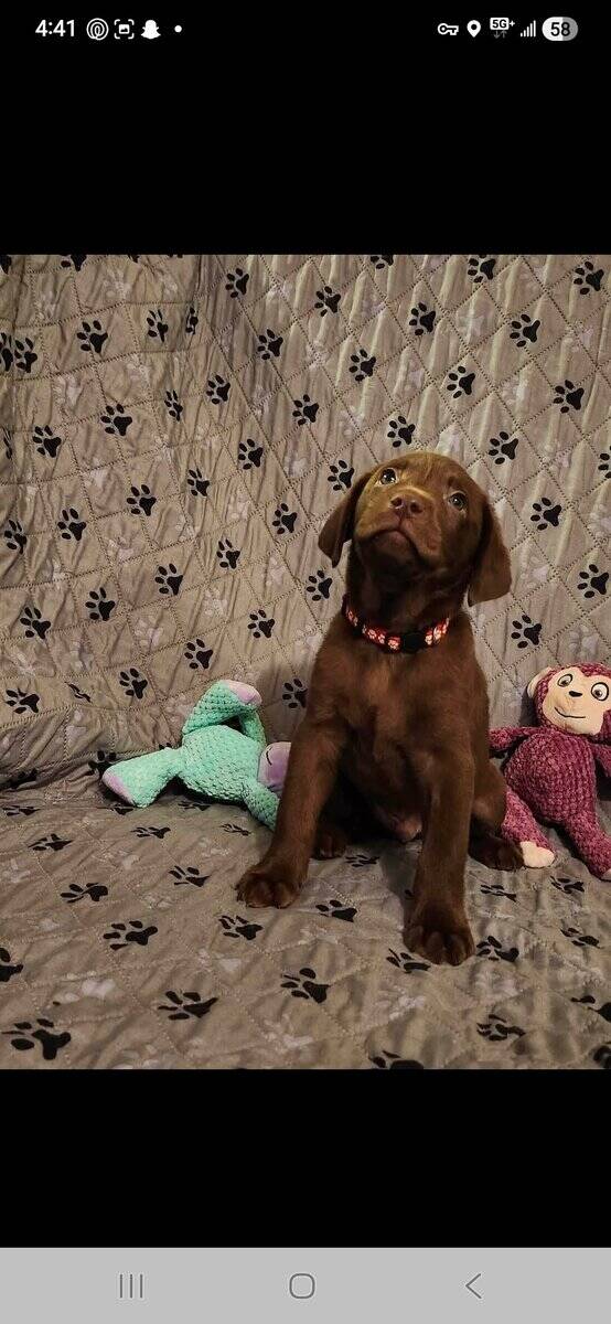 AKC Labrador Retrievers image 6