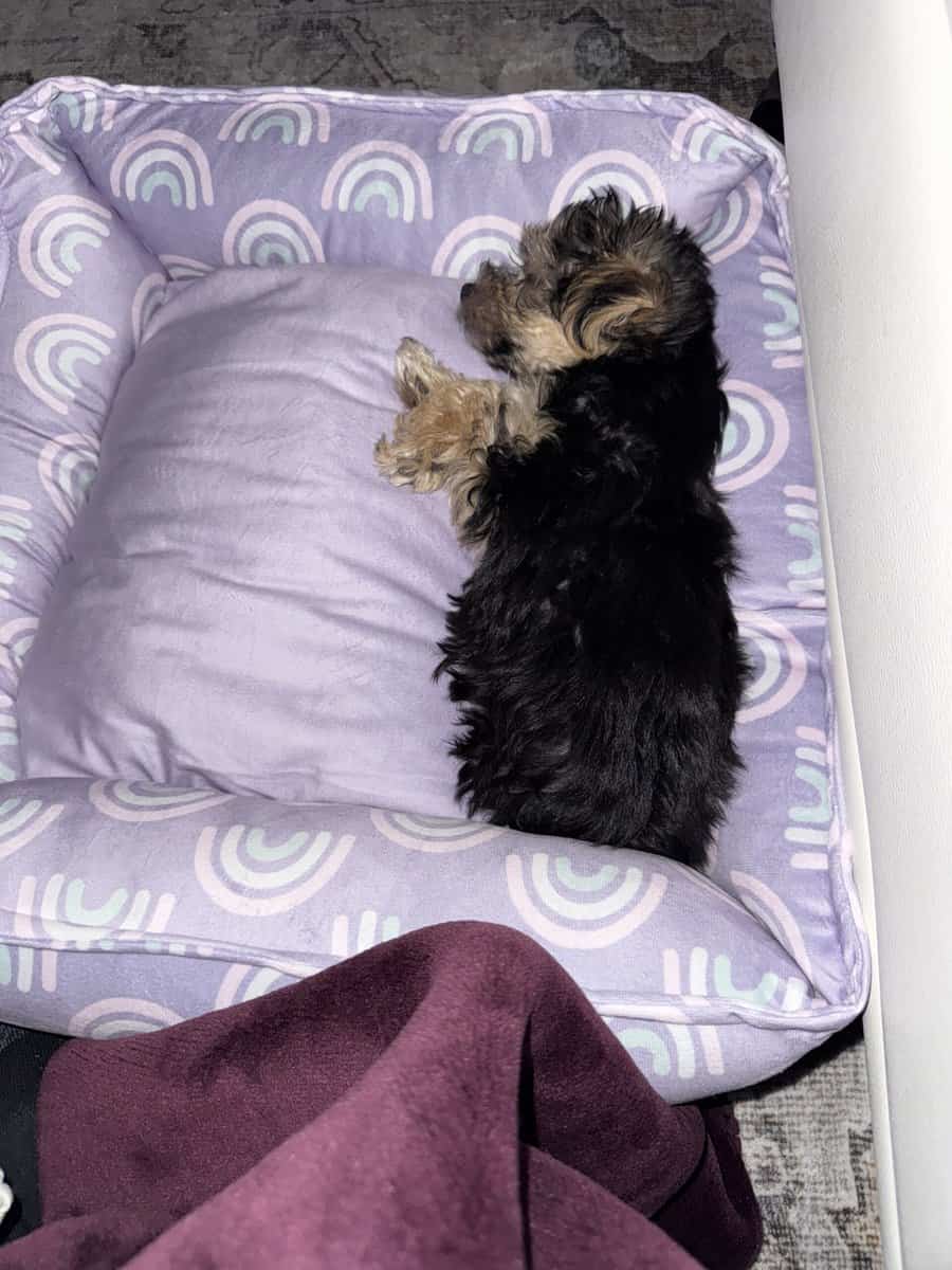 10 week Morkie image 3