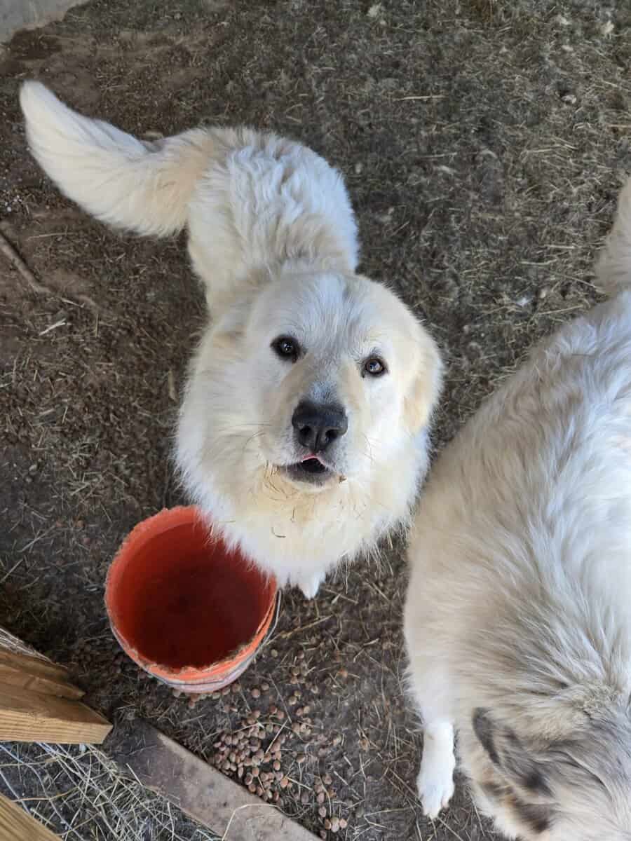Two Great Pyranees dogs for free. image 2