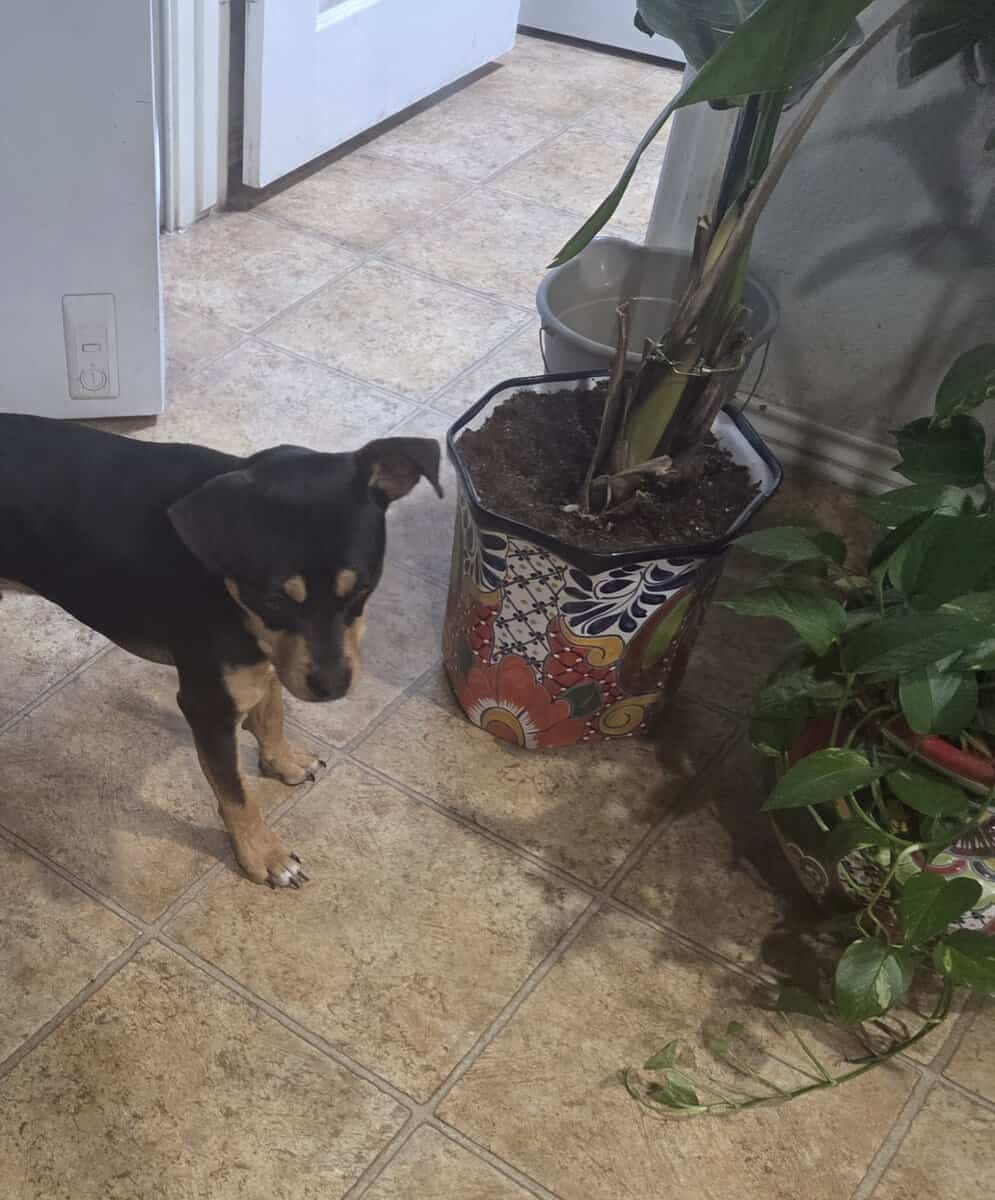 Rehoming Our Terrier Mix Dog image 3