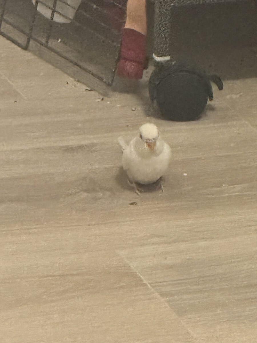 2 female Budgies. (With cage) image 5