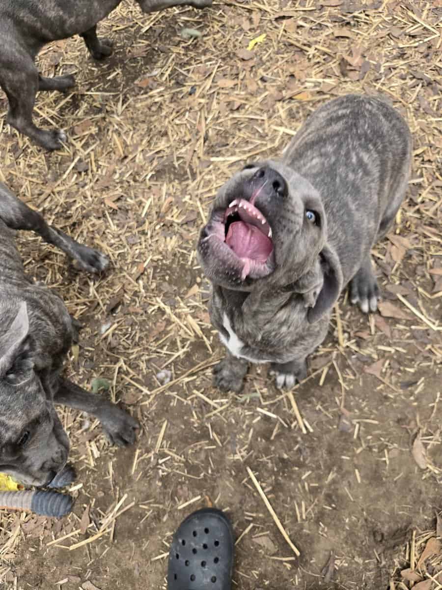 Beautiful Cane corso image 2