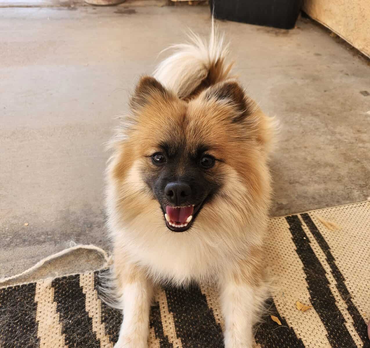 Pomeranian for sale. Purebred and well behaved. image 1