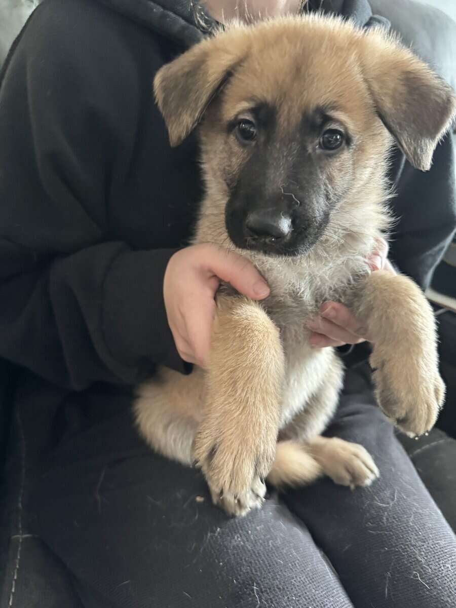 Anatolian/german shepherd mix image 1