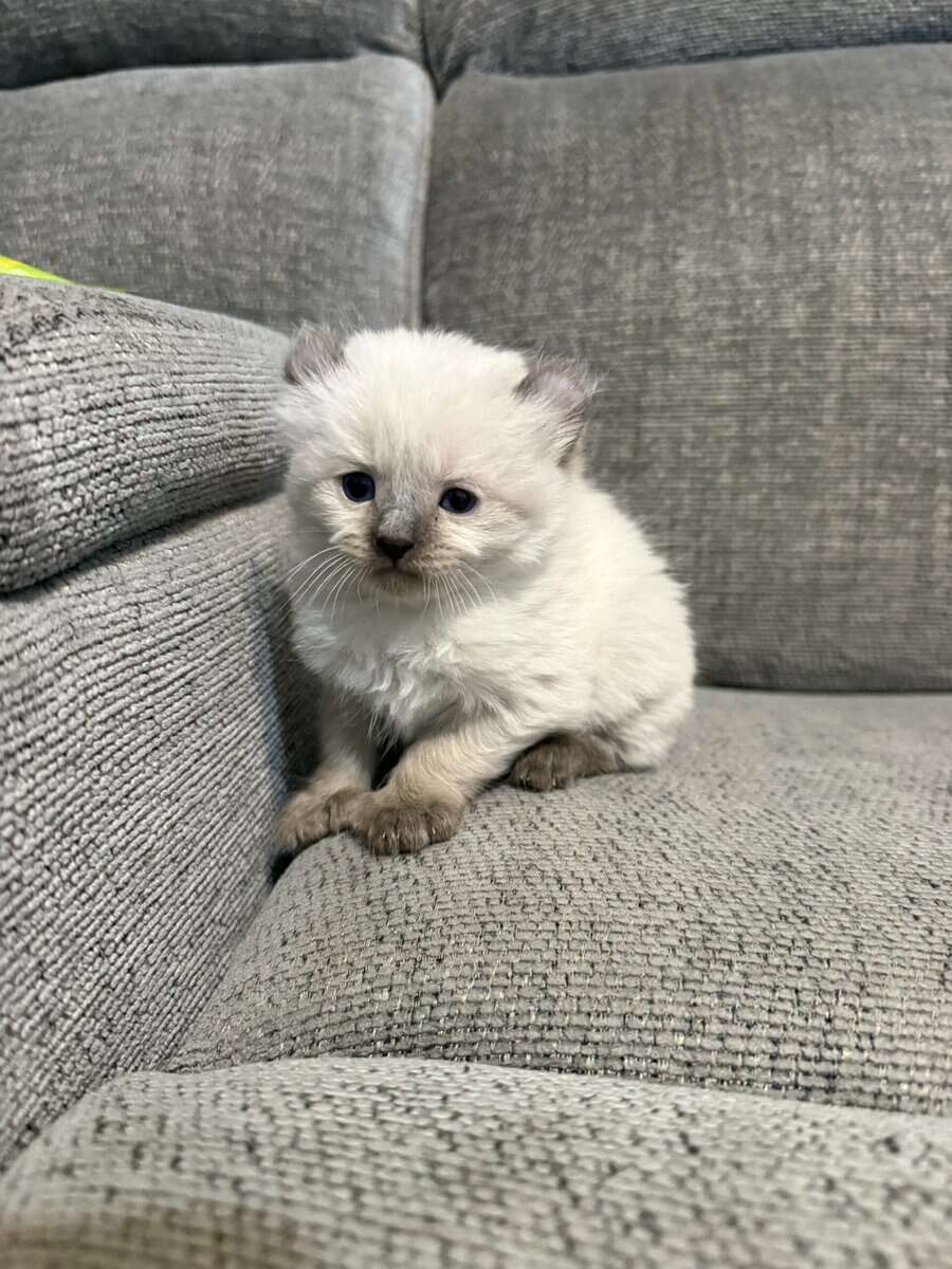 Highlander kittens image 3
