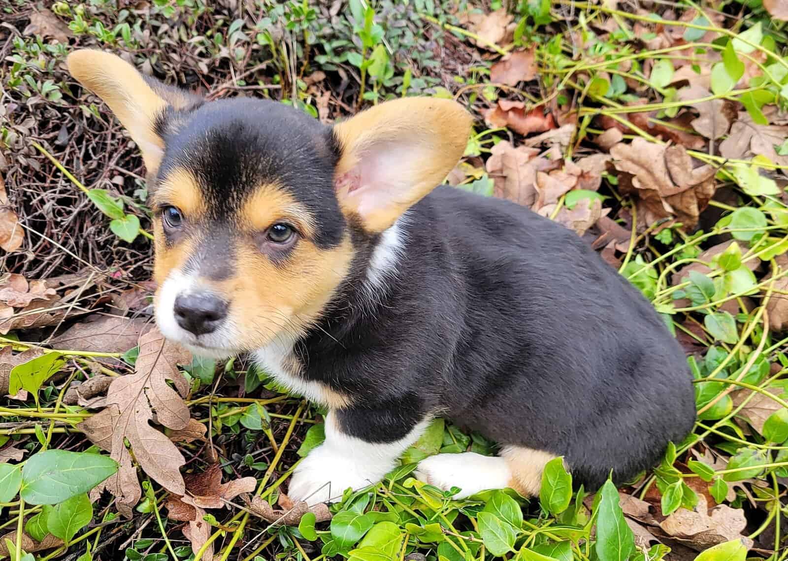 Fun Loving Corgi Puppies Ready for Their New Homes image 3