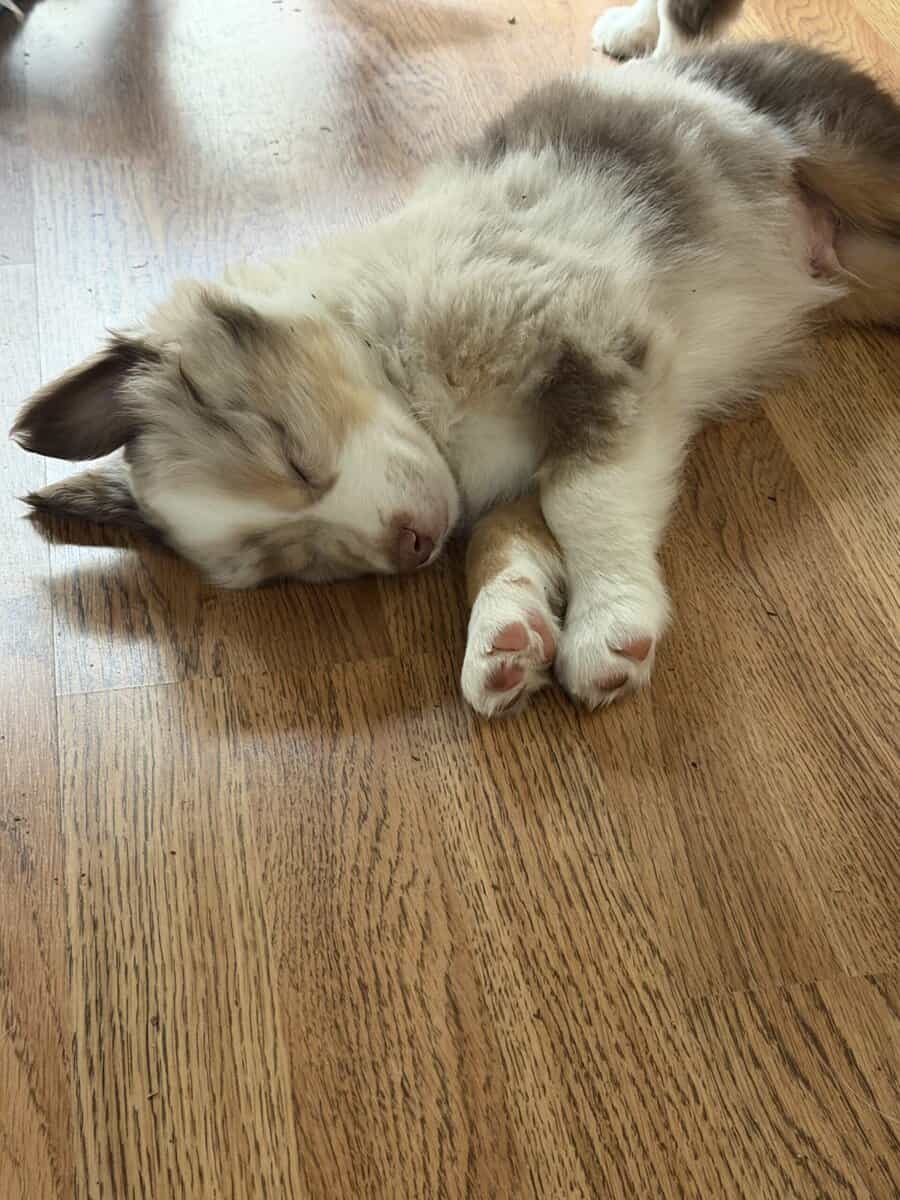 Mini Aussie puppies image 4