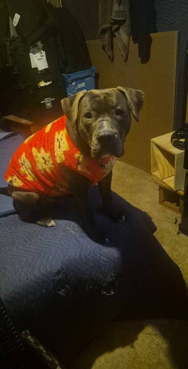 Pitbull to a loving home! image 1
