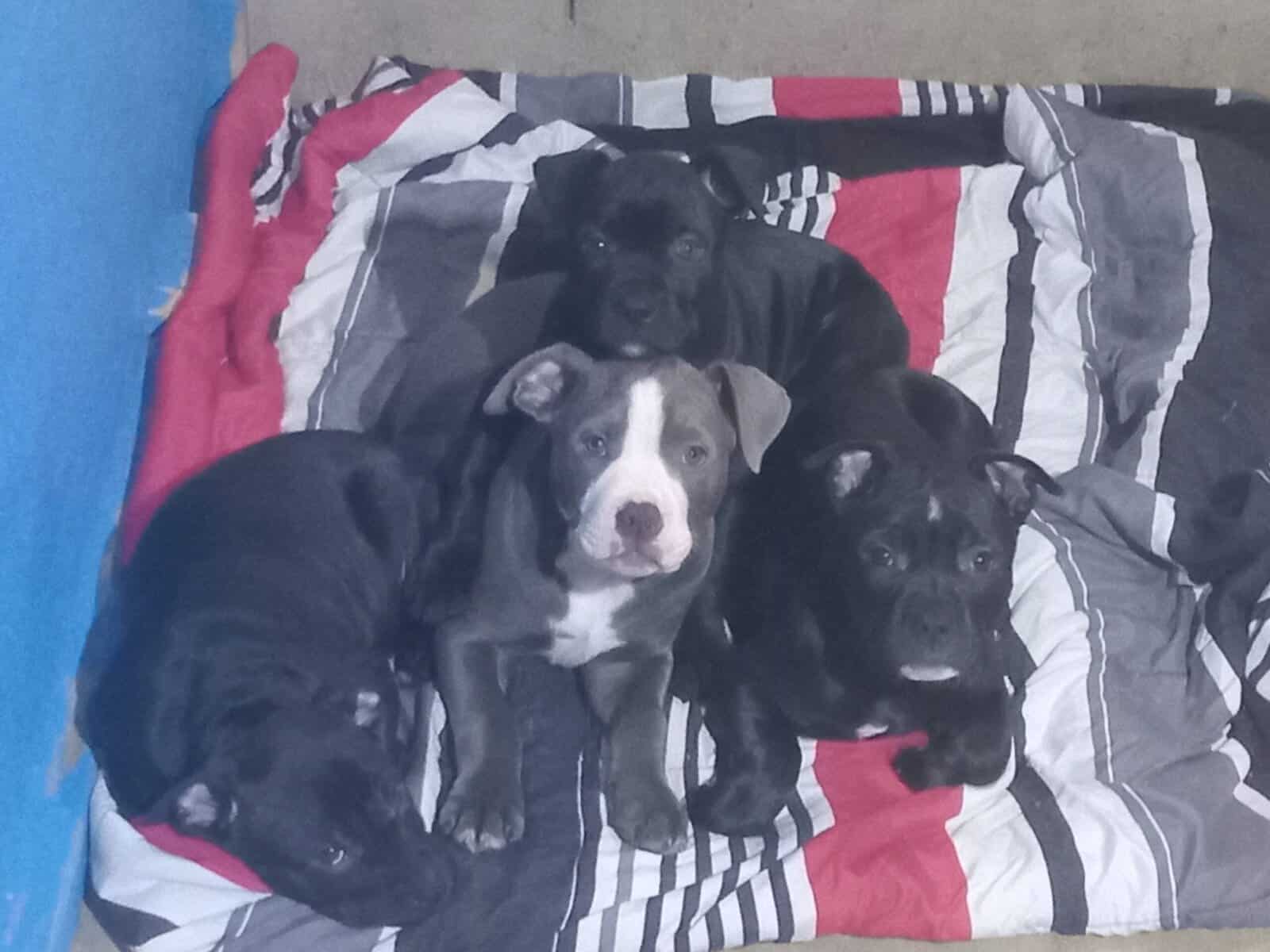 🐶 Warning: Cuteness Overload Ahead 🐶 image 1