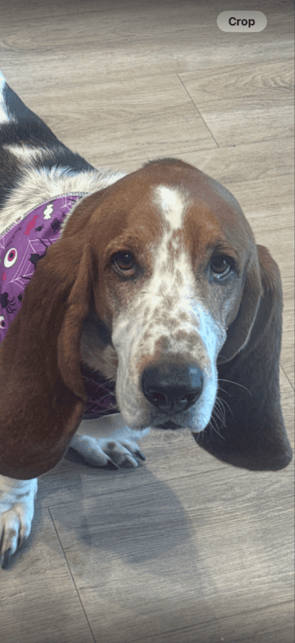 FREE Basset Hound "Rufus" image 4