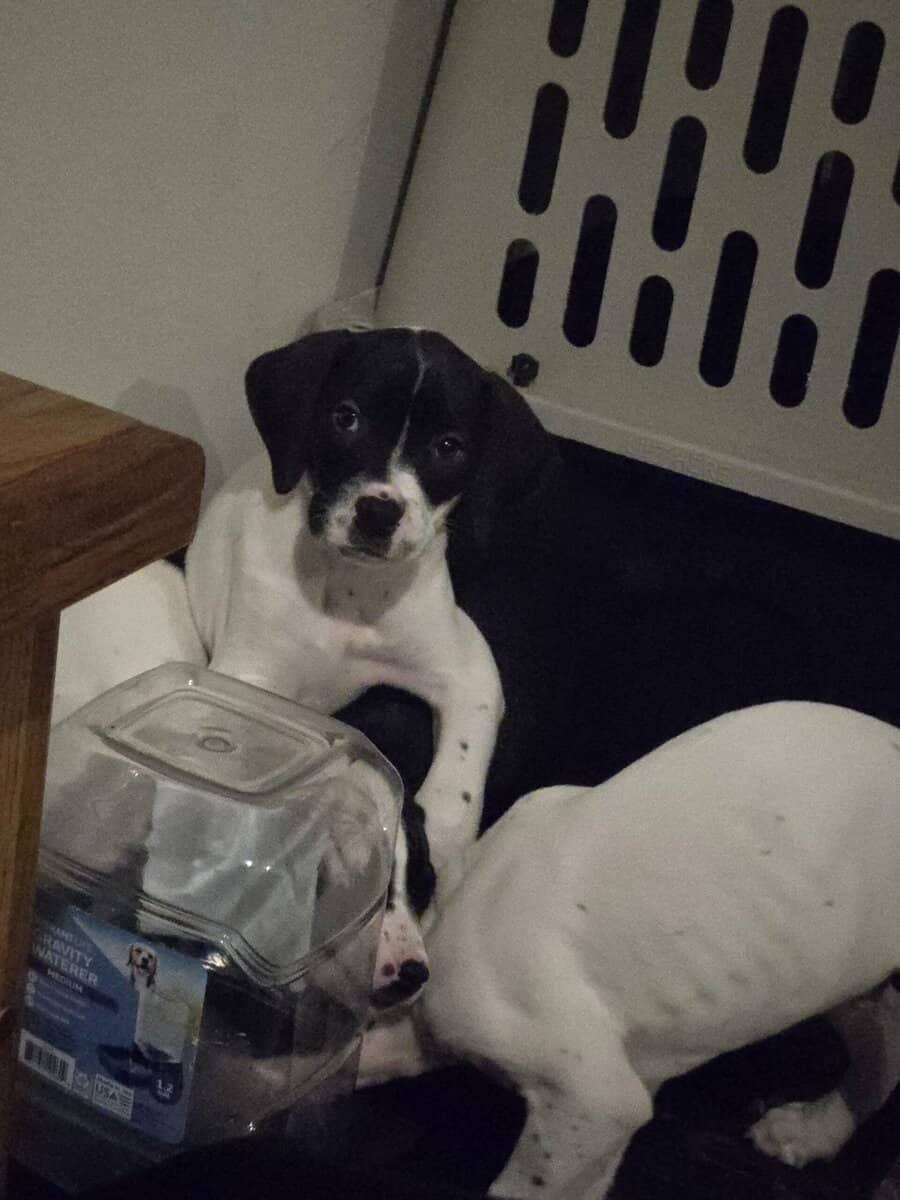 german short hair boxer mix puppies image 7