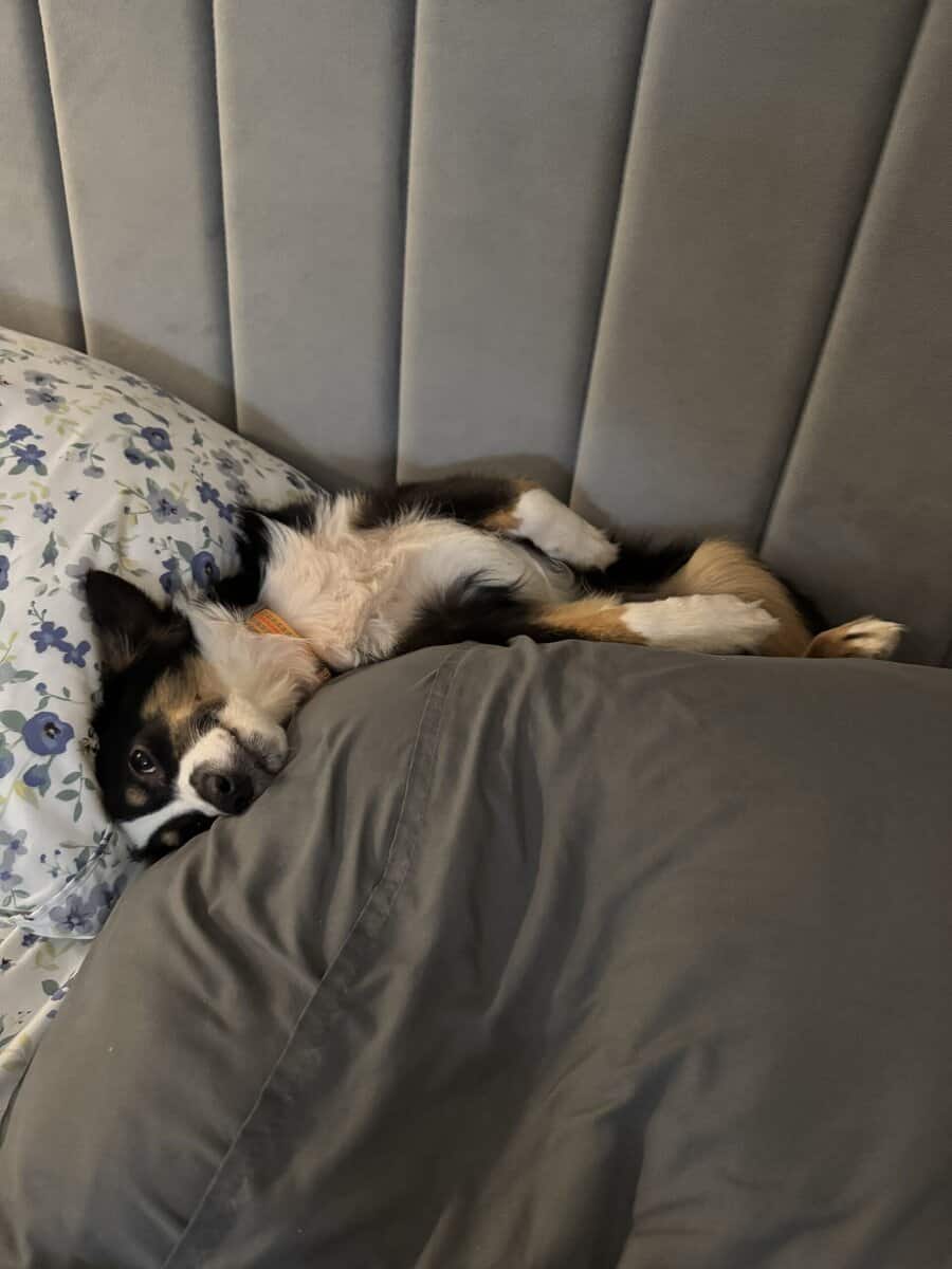 Mini Australian Shepherd image 3