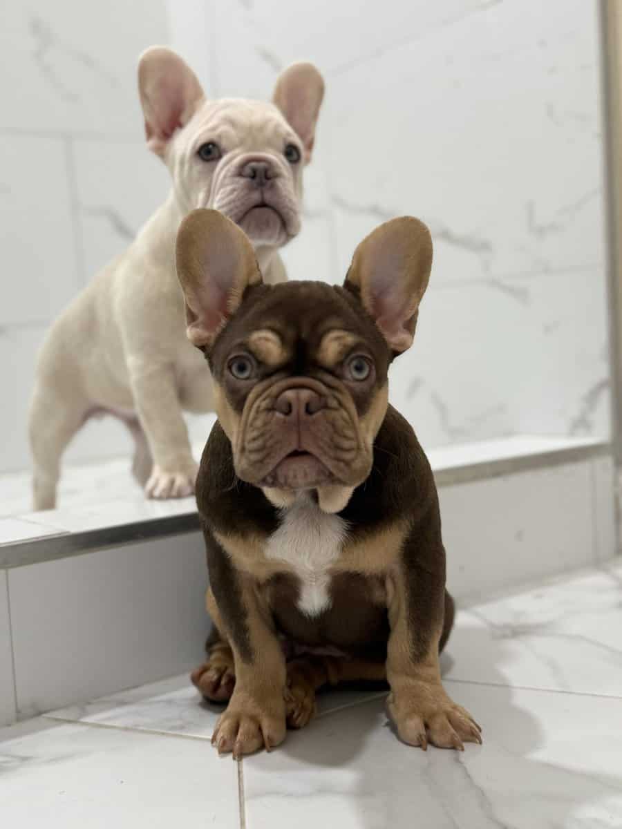 French Bulldog Puppy image 1