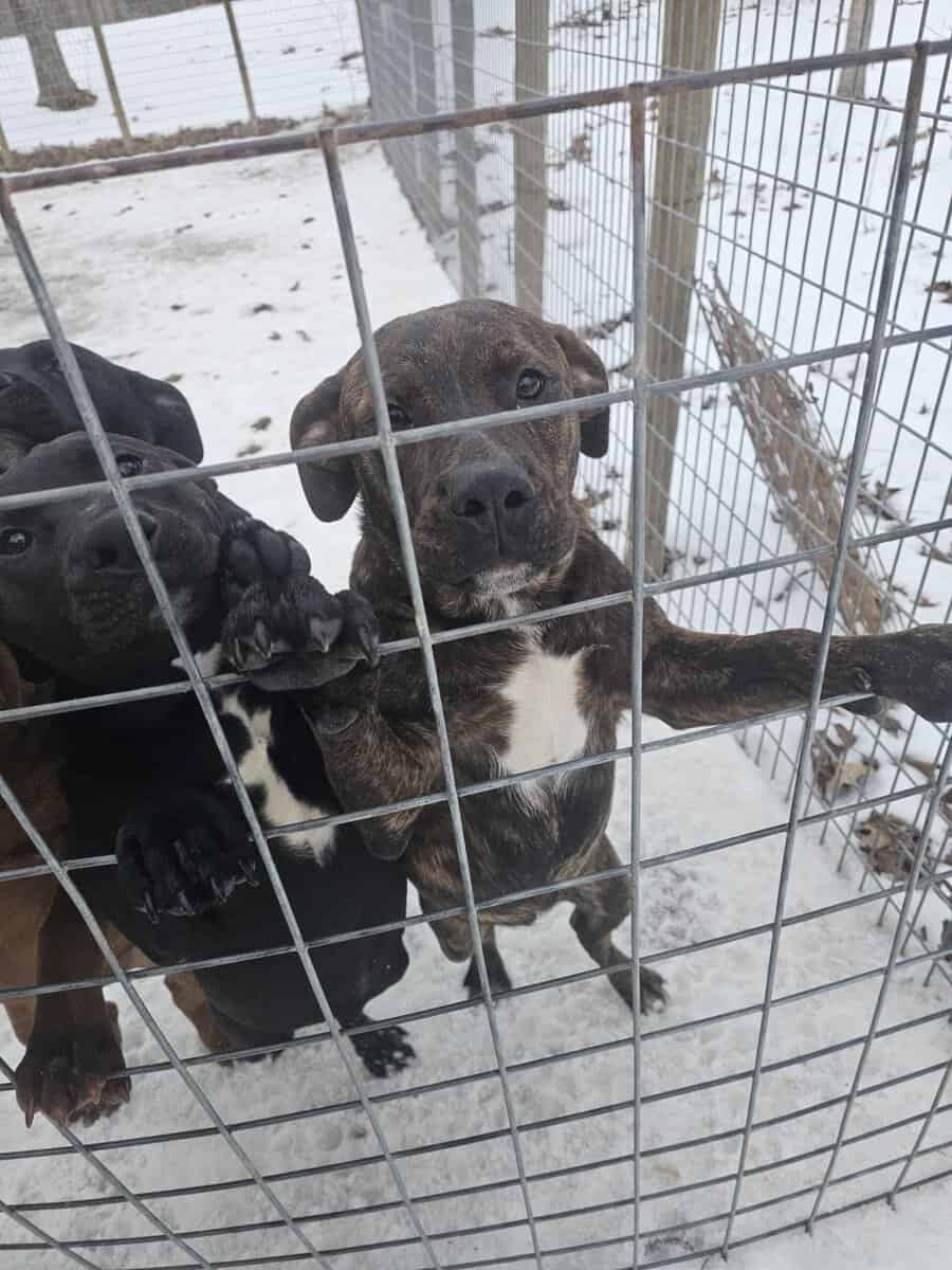 Labrador and Pit mix puppies desperate for homes image 8