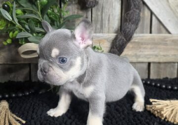 lilac & tan pointed/gray male