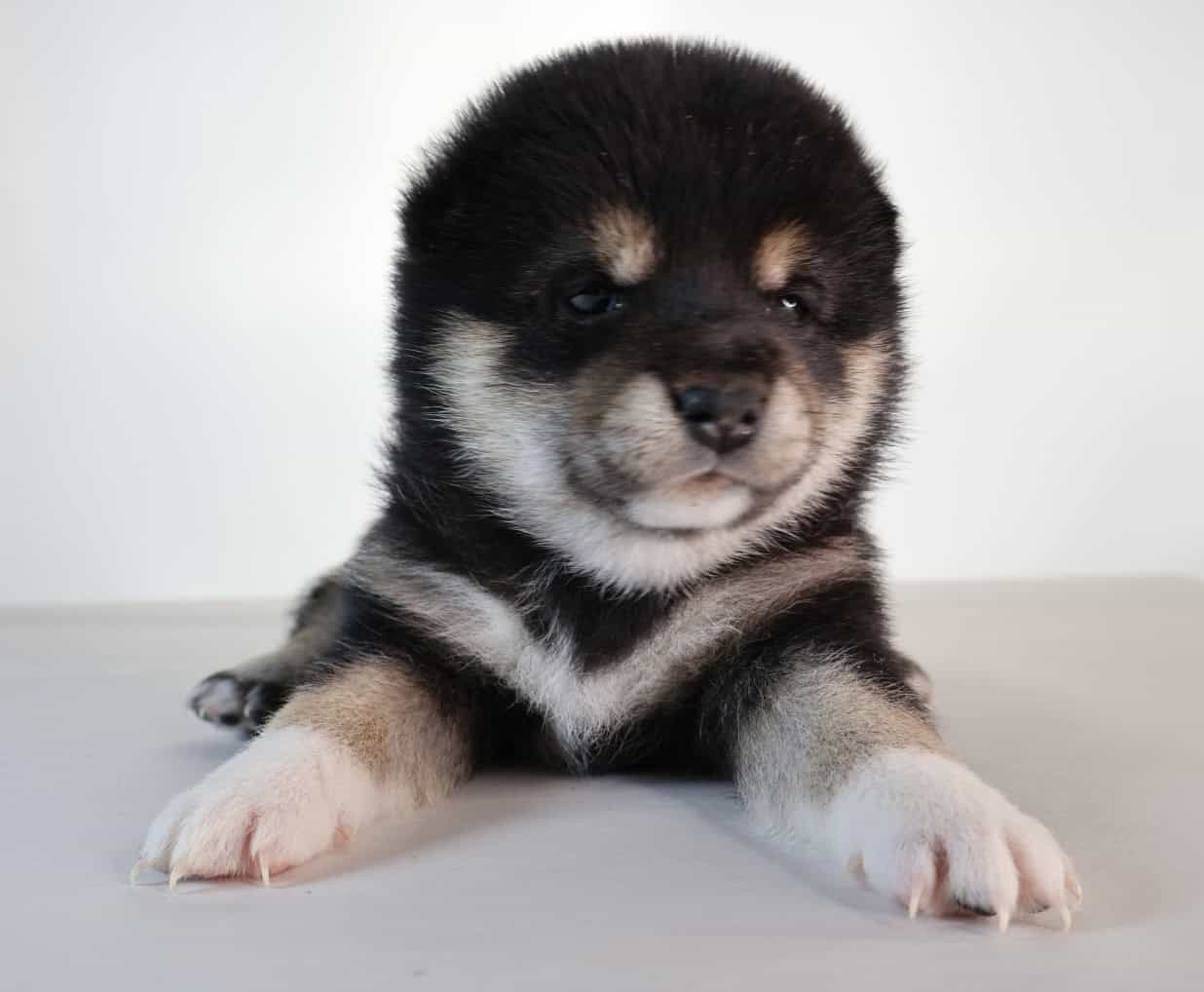 Midnight Pearl, Tuxido Shiba Inu image 3