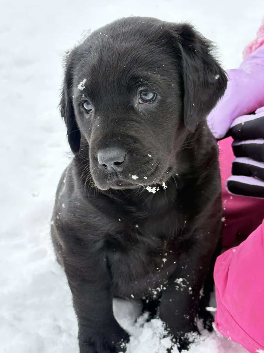 Lab puppies for sale image 5