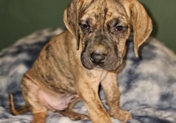 European Great Danes