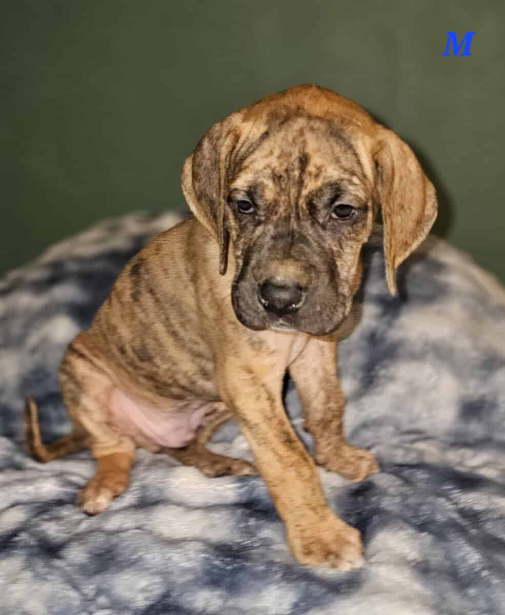 European Great Danes image 1