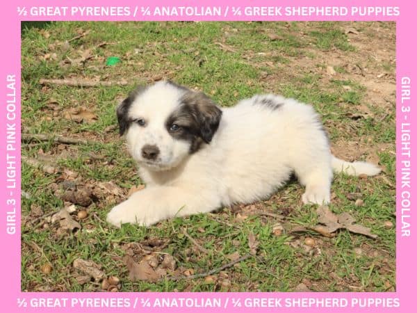 LGD Puppies-Great Pyrenees/Shepherd Mix image 12