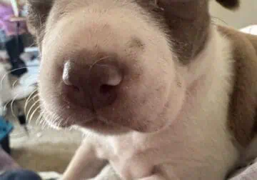 Pit Bull Puppies For Sale