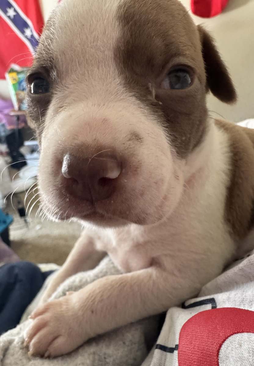 Pit Bull Puppies For Sale image 1