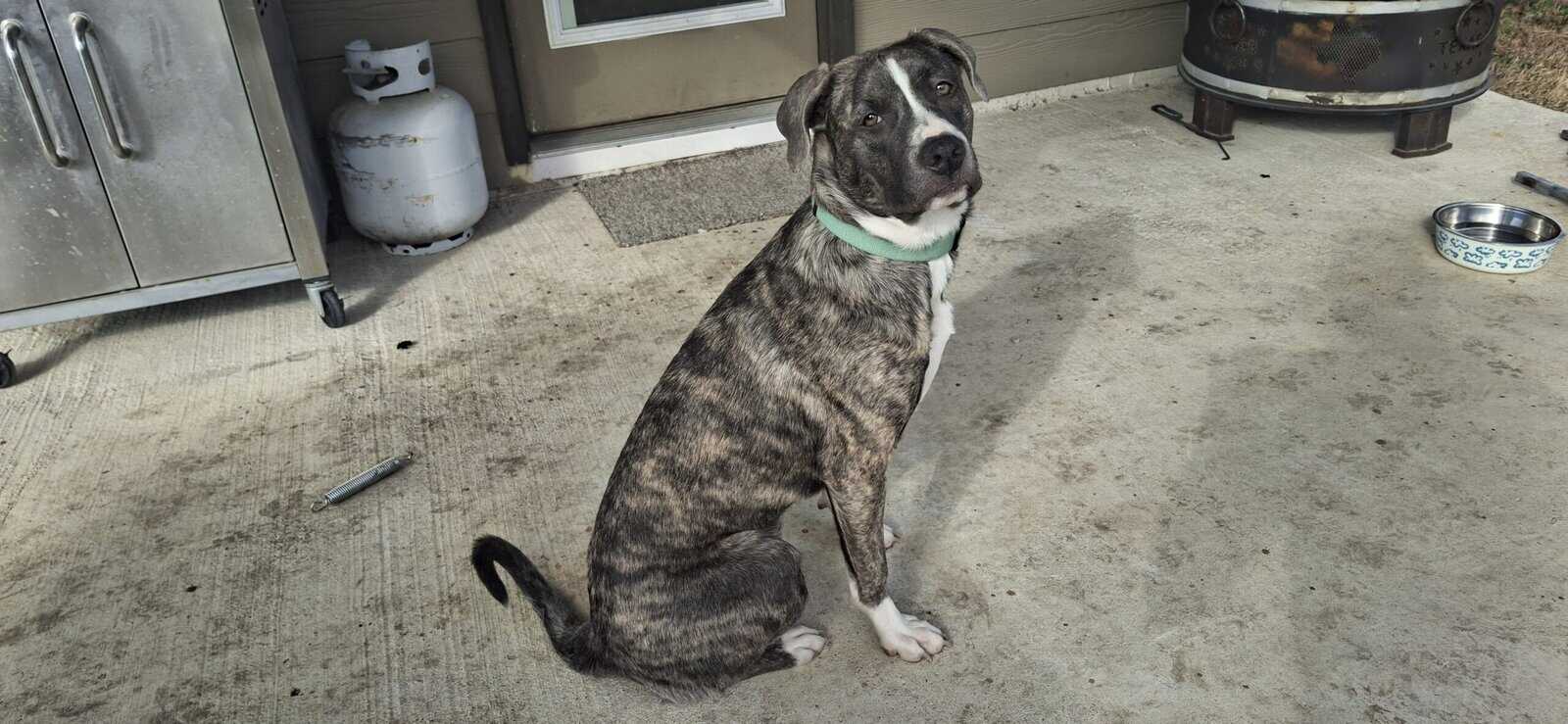 Juno needs a new home image 5