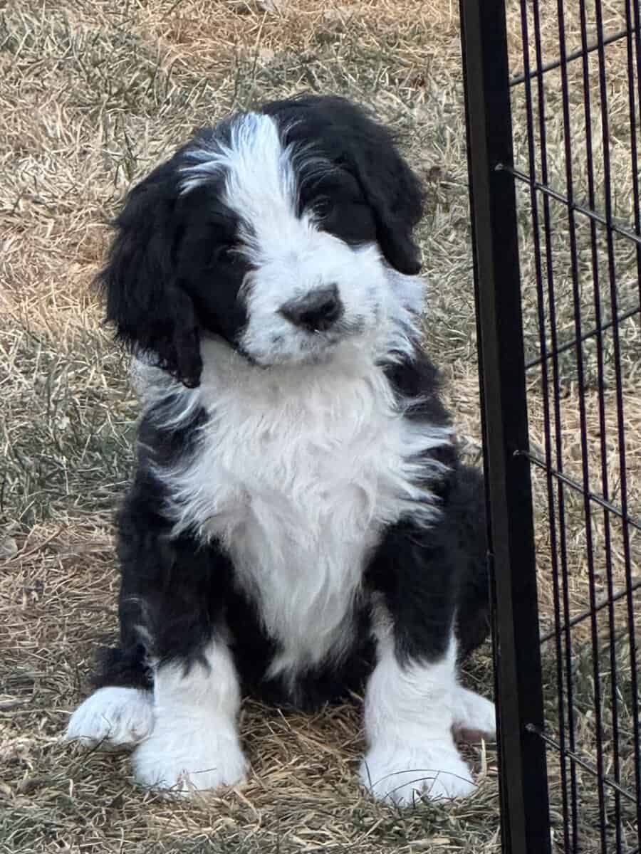 Bernedoodle Puppies image 1
