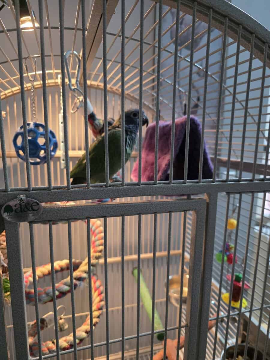 Blue Headed pionus Female image 4