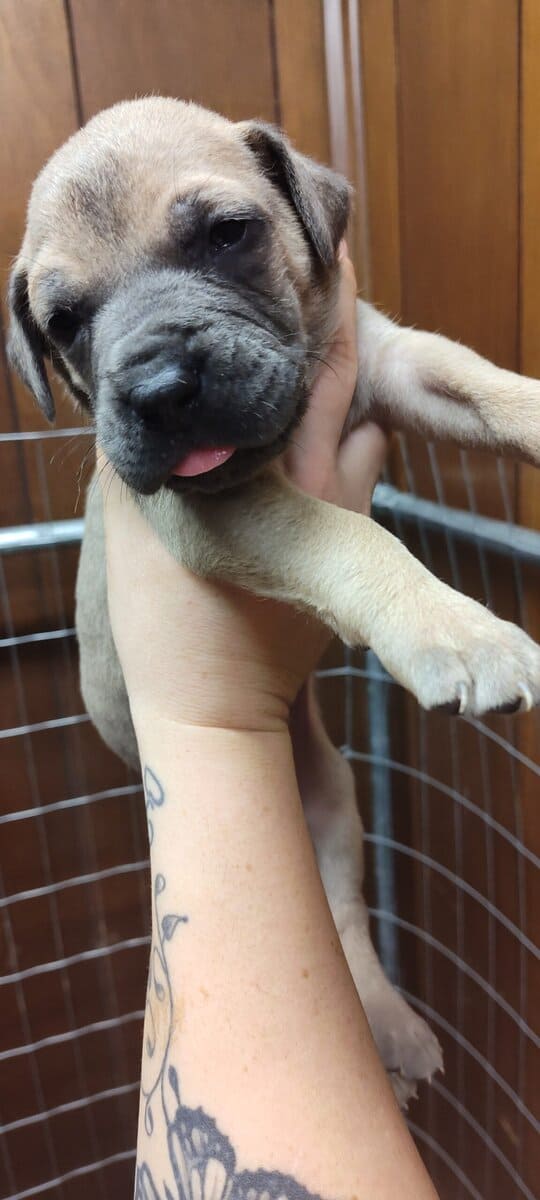 Great Dane puppies image 10