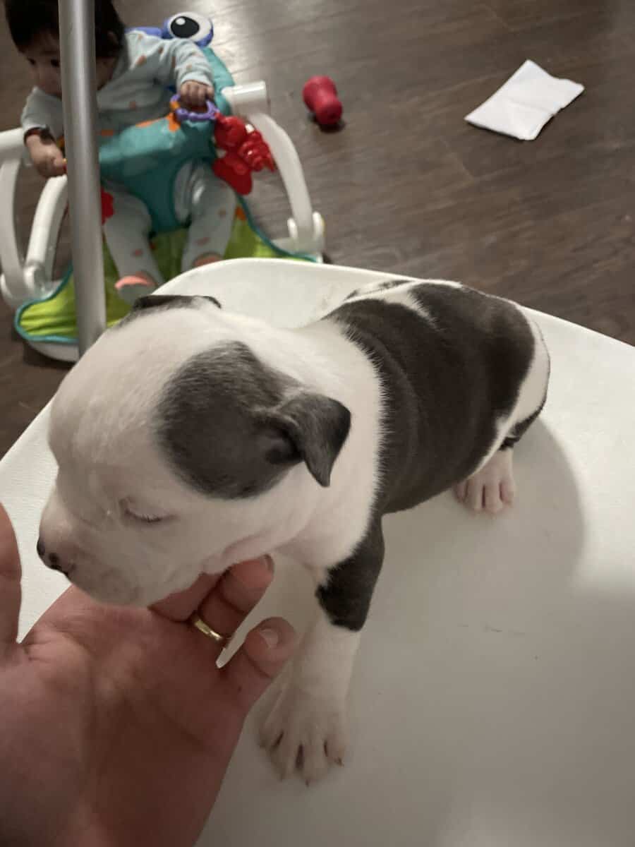 Bully’s dog image 2